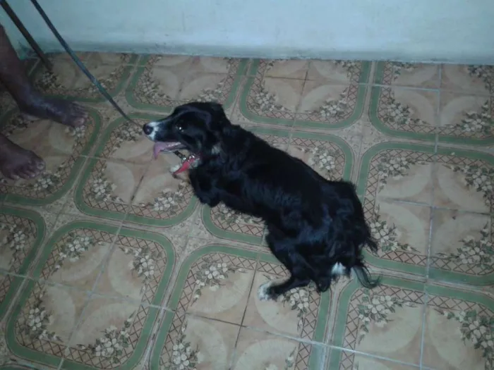 Cachorro raça SRD idade 7 a 11 meses nome Ted