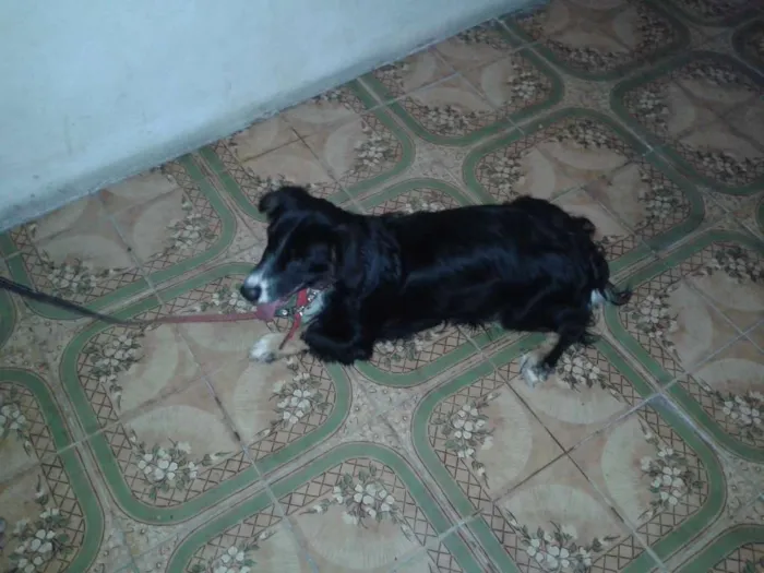 Cachorro raça SRD idade 7 a 11 meses nome Ted