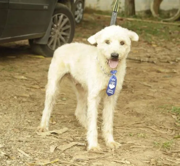 Cachorro ra a SRD idade 5 anos nome PANDY, cara lindo d