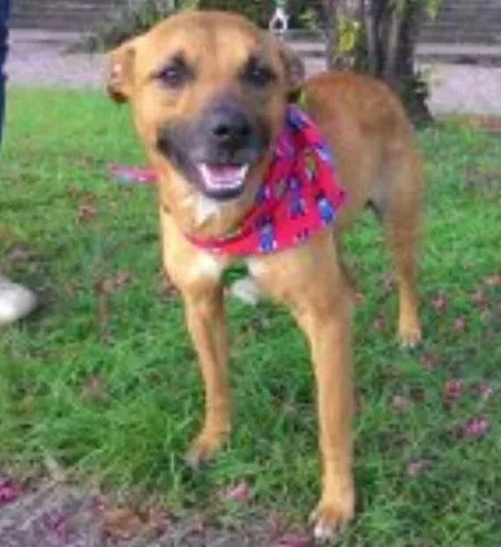 Cachorro ra a SRD idade 2 anos nome Zap