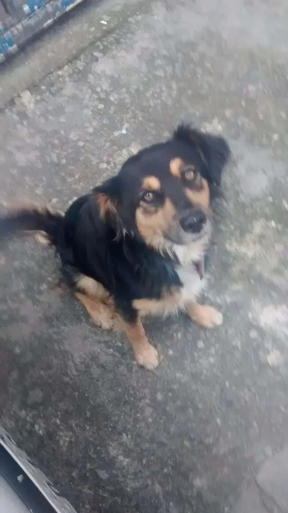 Cachorro ra a Pelo longo ,macio tricolor  idade 4 anos nome Não sei 