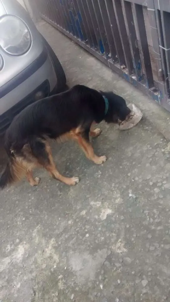 Cachorro ra a Pelo longo ,macio tricolor  idade 4 anos nome Não sei 