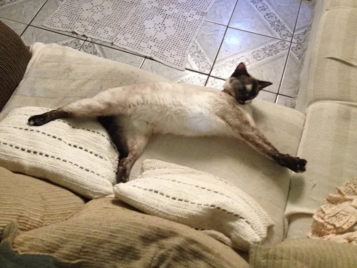 Gato ra a SRD idade 1 ano nome Tiana 