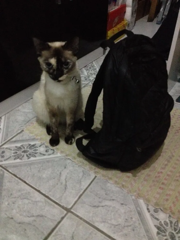 Gato ra a SRD idade 1 ano nome Tiana 