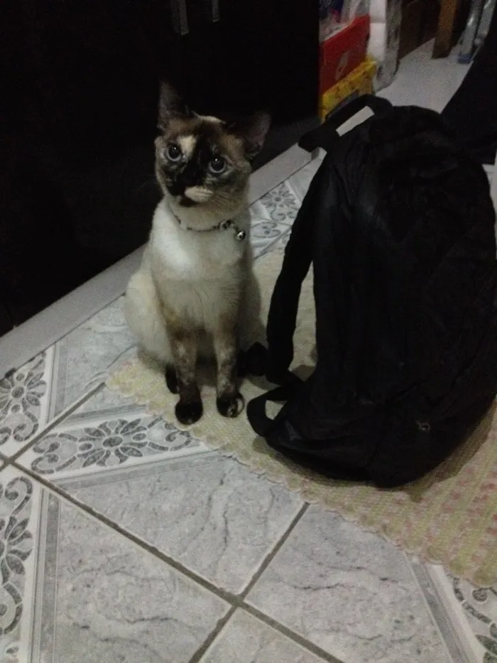 Gato ra a SRD idade 1 ano nome Tiana 