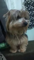 spayke