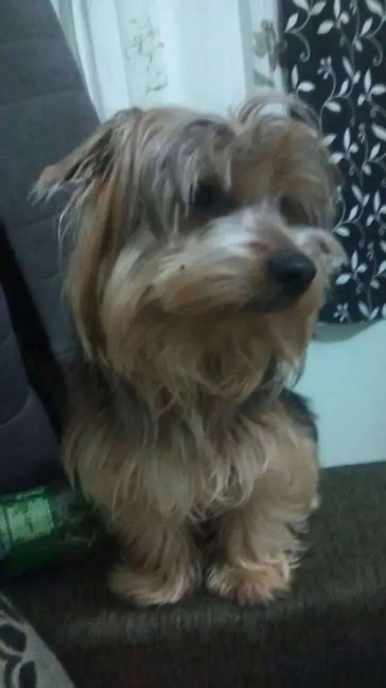 Cachorro ra a Yorkshire idade 7 a 11 meses nome spayke