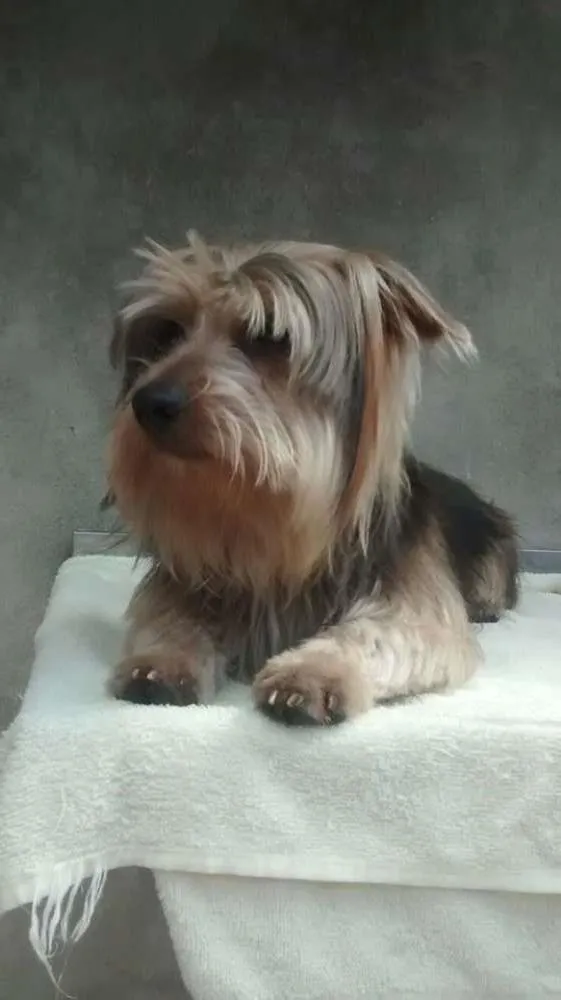 Cachorro ra a Yorkshire idade 7 a 11 meses nome spayke