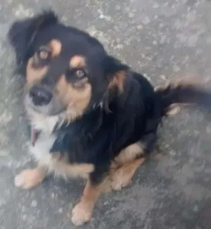 Cachorro raça Pelo longo ,macio tricolor  idade 4 anos nome Não sei 
