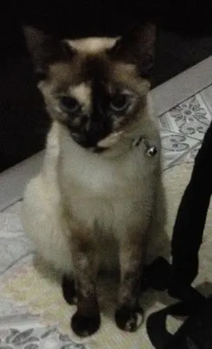 Gato raça SRD idade 1 ano nome Tiana 