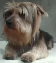 spayke