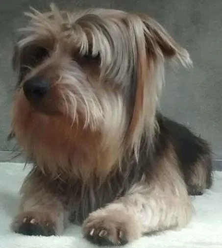 Cachorro ra a Yorkshire idade 7 a 11 meses nome spayke