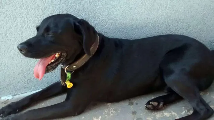 Cachorro ra a Labrador idade nome Labrador