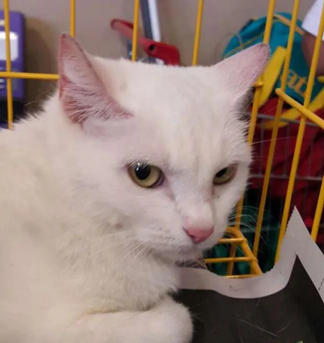 Gato ra a SRD idade 3 anos nome Lola