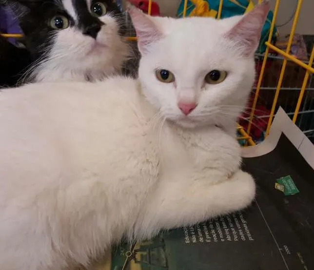 Gato ra a SRD idade 3 anos nome Lola