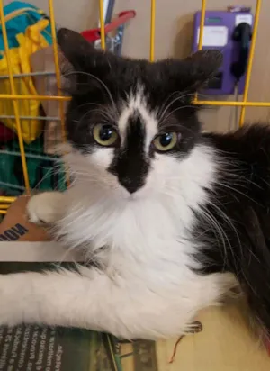 Gato raça SRD idade 3 anos nome Patinha