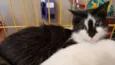 Patinha