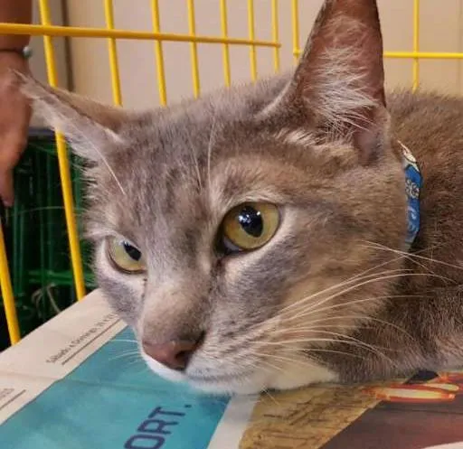 Gato ra a SRD idade 3 anos nome Francisco