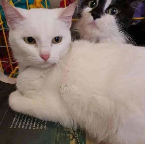 Gato ra a SRD idade 3 anos nome Lola