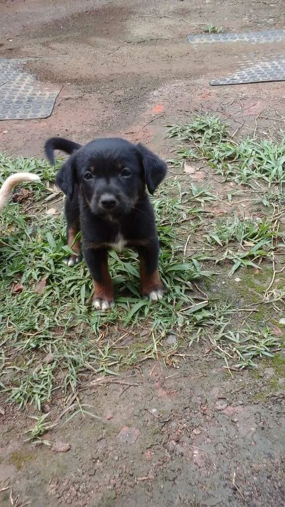 Cachorro ra a  idade Abaixo de 2 meses nome Nome não definido