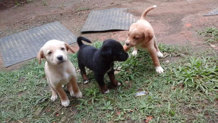 Cachorro ra a  idade Abaixo de 2 meses nome Nome não definido