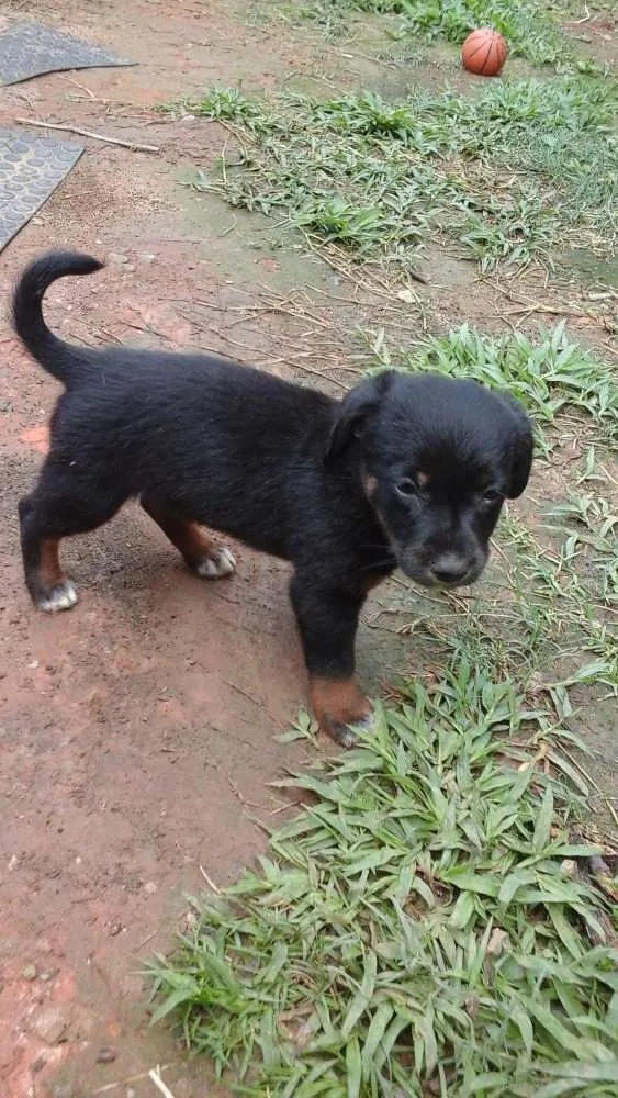 Cachorro ra a  idade Abaixo de 2 meses nome Nome não definido