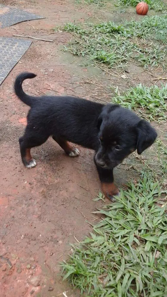 Cachorro ra a  idade Abaixo de 2 meses nome Nome não definido
