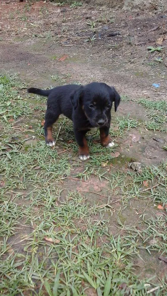 Cachorro ra a  idade Abaixo de 2 meses nome Nome não definido