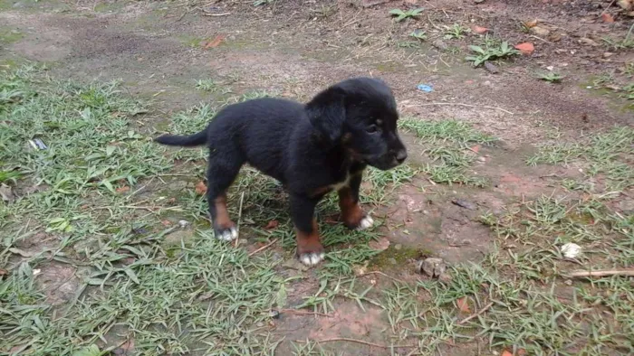 Cachorro ra a  idade Abaixo de 2 meses nome Nome não definido