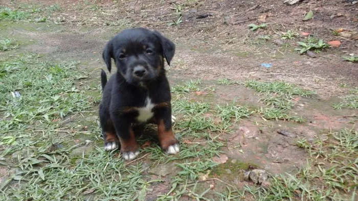 Cachorro ra a  idade Abaixo de 2 meses nome Nome não definido