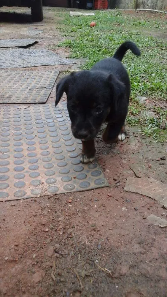 Cachorro ra a  idade Abaixo de 2 meses nome Nome não definido