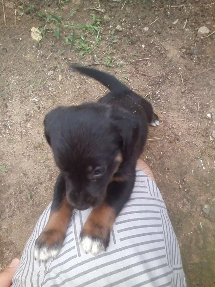 Cachorro ra a  idade Abaixo de 2 meses nome Nome não definido