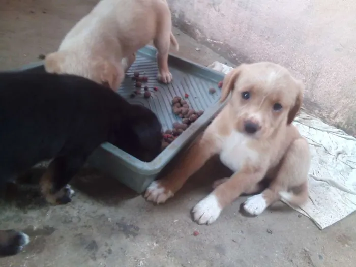 Cachorro ra a  idade Abaixo de 2 meses nome Nome não definido