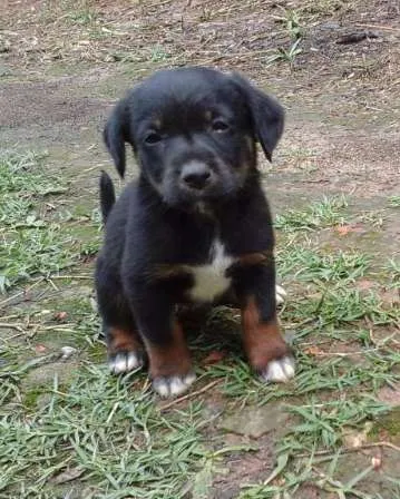 Cachorro ra a  idade Abaixo de 2 meses nome Nome não definido