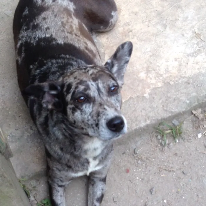 Cachorro ra a Sem raça idade 3 anos nome Laika