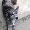 Laika
