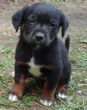 Cachorro raça  idade Abaixo de 2 meses nome Nome não definido