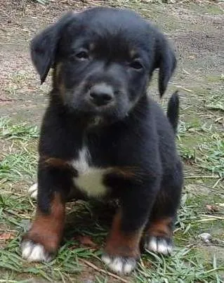 Cachorro ra a  idade Abaixo de 2 meses nome Nome não definido