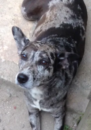Cachorro raça Sem raça idade 3 anos nome Laika