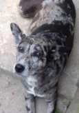 Laika