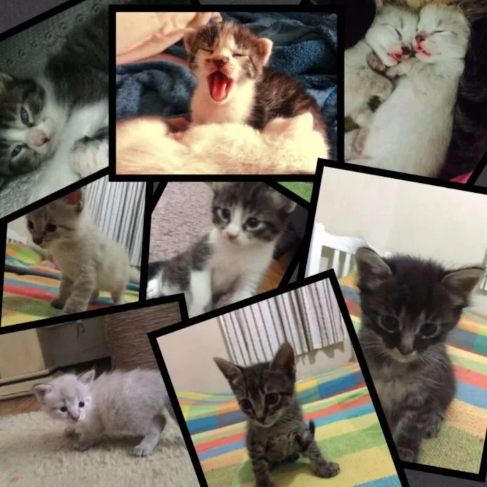 Gato ra a Não tem idade Abaixo de 2 meses nome Não tem