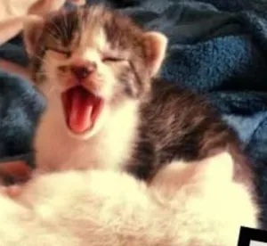 Gato raça Não tem idade Abaixo de 2 meses nome Não tem