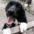 Diva