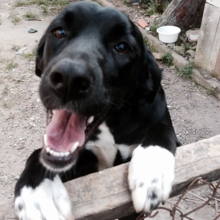 Cachorro ra a Não tem raça  idade 2 anos nome Diva