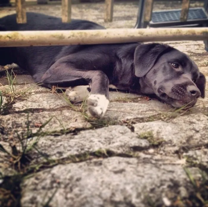 Cachorro ra a Não tem raça  idade 2 anos nome Diva