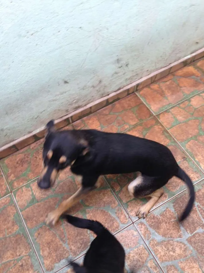 Cachorro ra a mestiço idade 7 a 11 meses nome luck