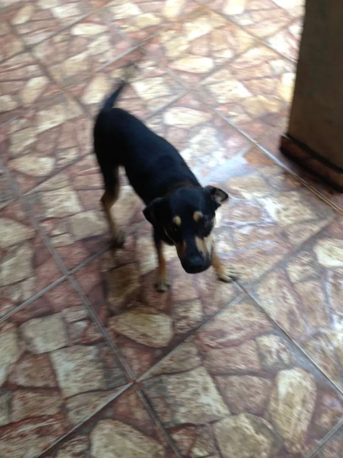 Cachorro ra a mestiço idade 7 a 11 meses nome luck