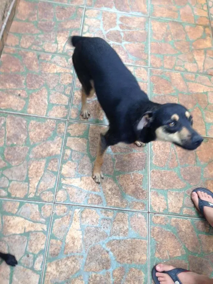 Cachorro ra a mestiço idade 7 a 11 meses nome luck