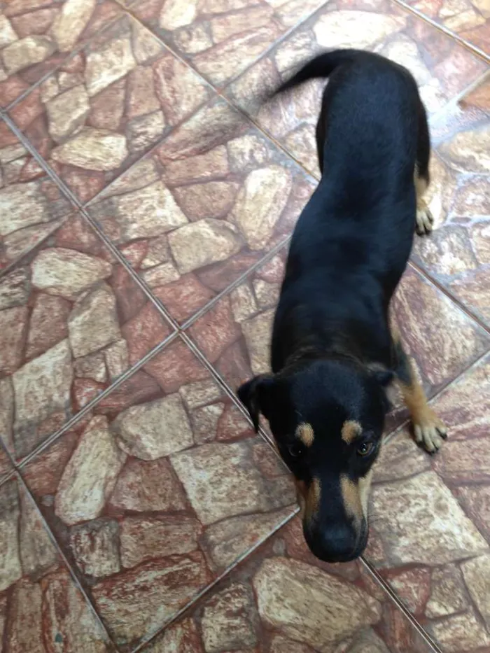 Cachorro ra a mestiço idade 7 a 11 meses nome luck