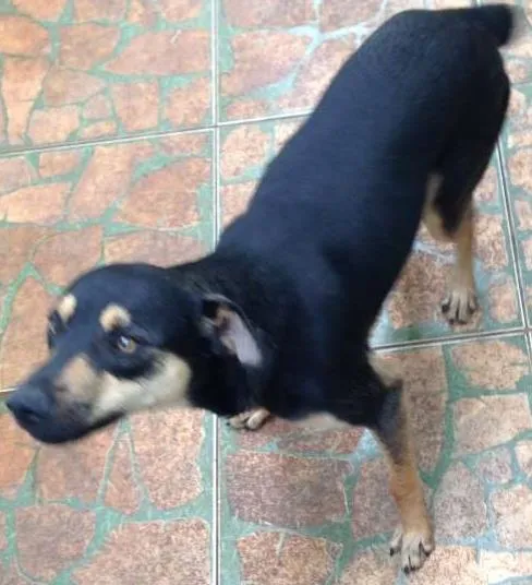 Cachorro ra a mestiço idade 7 a 11 meses nome luck